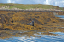 1 Seals in Dunvegan Isle of Skye  30